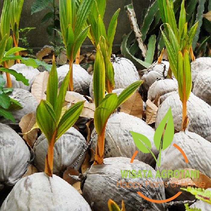 Bibit Kelapa Pandan Wangi, Kelapa Genjah dari Thailand