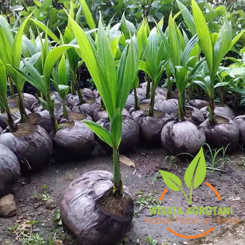 BIBIT KELAPA WULUNG SUPER TANAMAN KELAPA IJO WULUNG ASLI