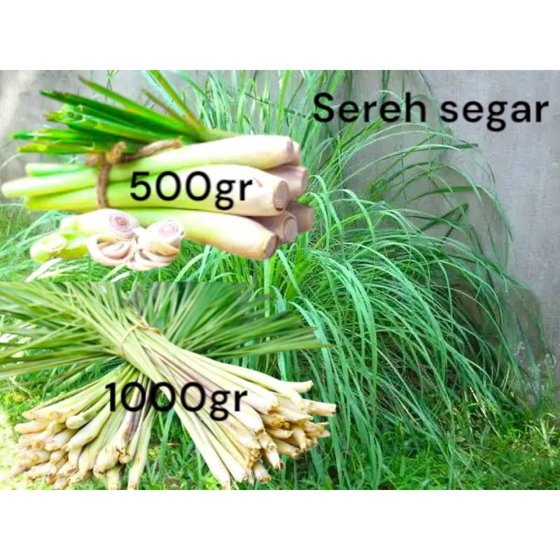 

Sereh segar murah 500gr 1000gr