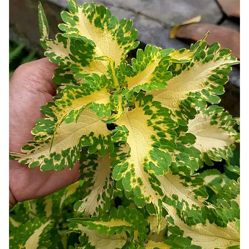 miana zamzam//miana premium//langka//