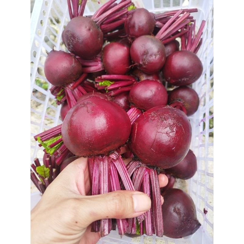 Buah Bit segar 1kg - Kaya Nutrisi, Bantu Sirkulasi Darah, Tingkatkan Energi