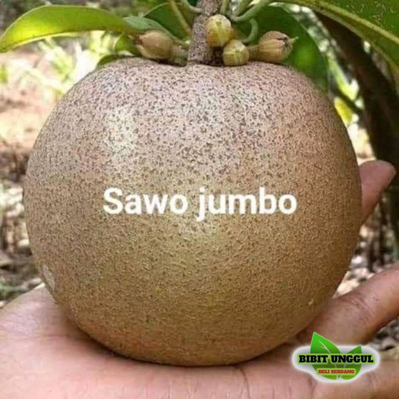 Bibit Sawo Jumbo Cepat Berbuah - Hasil Cangkok/Okulasi