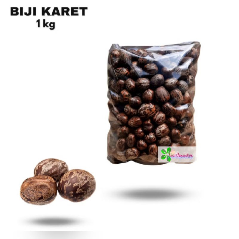 tanaman biji  karet kiloan mainan tradisional kualitas terbaik