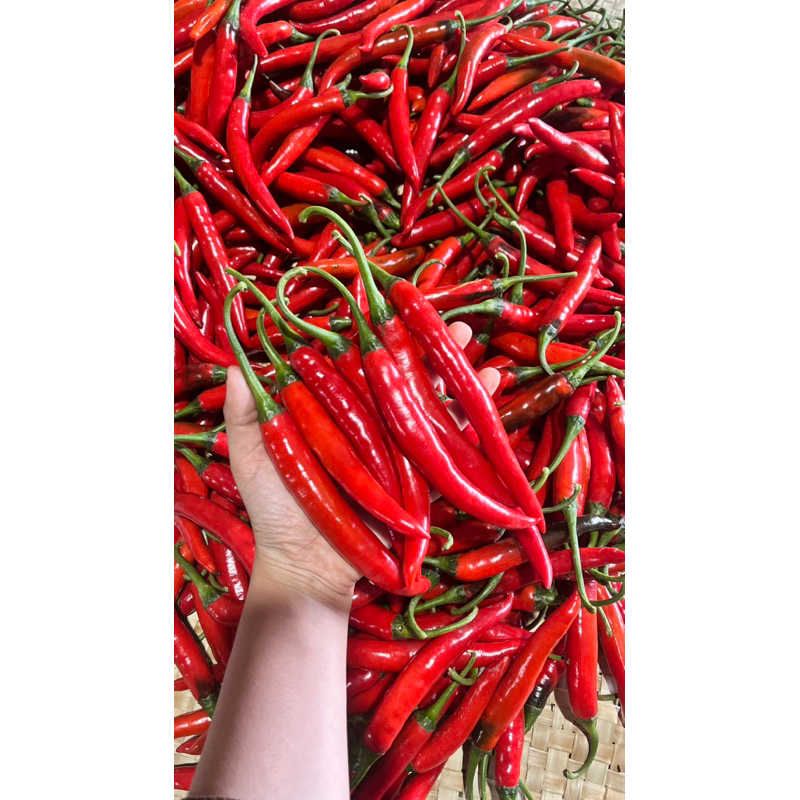 

Cabai Besar Merah berat 500gr -Banyuwangi