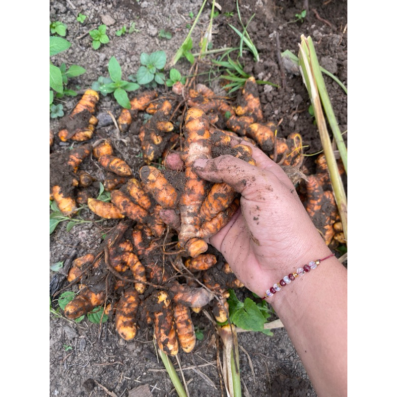 

kunyit besar-besar 1 kilo gram