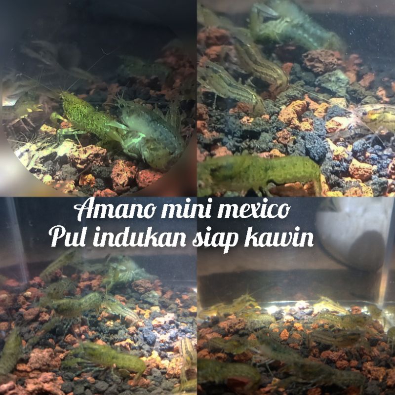 hiasan aquarium 10 lobster mini mexico pul indukan aquascape