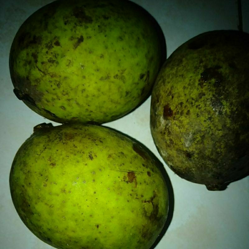 

Buah Mangga Bacang Pakel kg