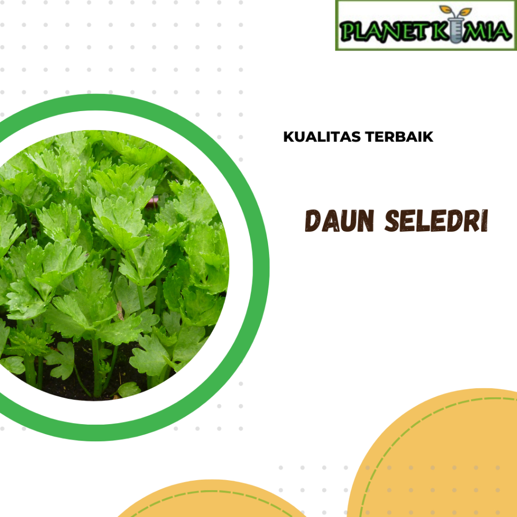 

ekstrak daun seledri best product