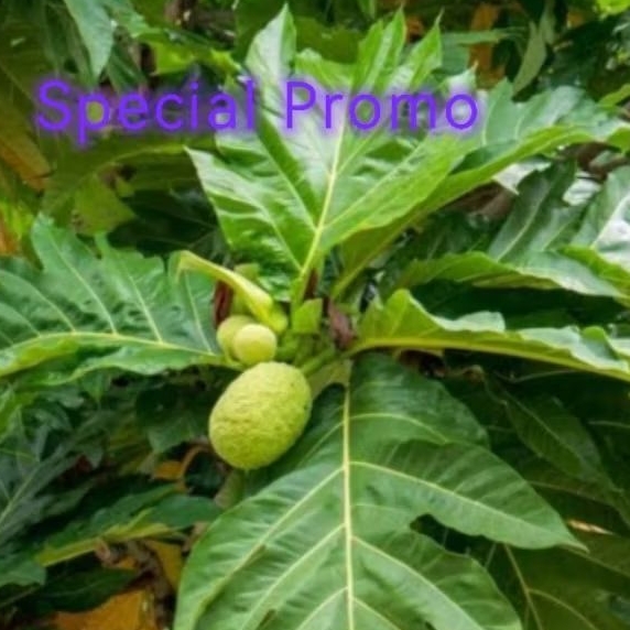 

daun sukun segar 1kg.di pesen baru di petikkan