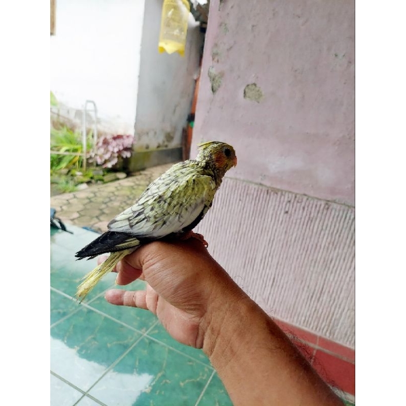 parkit australia / falk