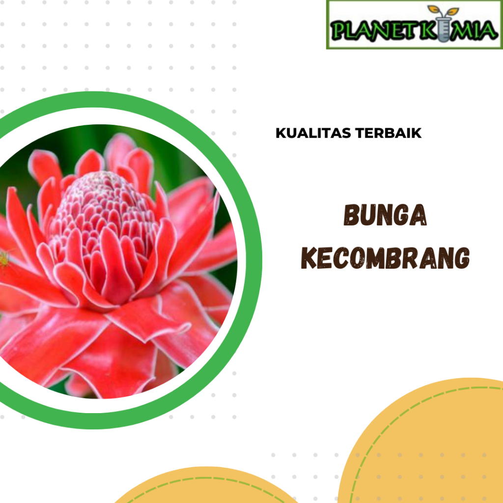 

ekstrak bunga kecombrang best product