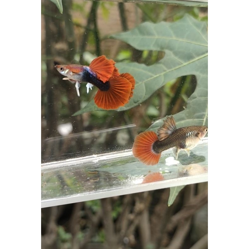 Hb red rose Guppy remaja