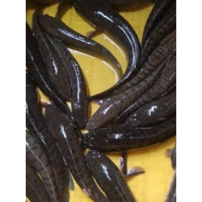 

ikan gabus segar 1 kg /ikan hidup
