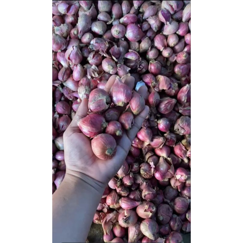 

bawang merah jumbo