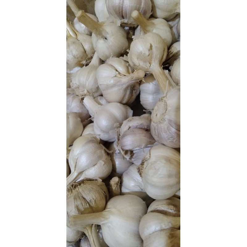 

bawang putih kating 250 gr