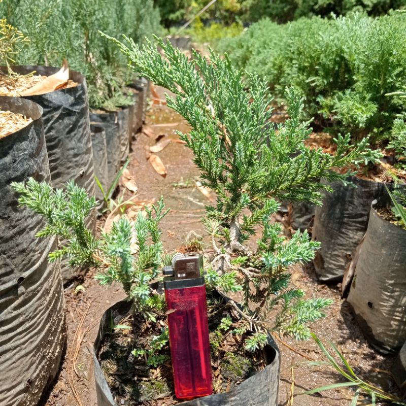 Cemara sinensis blue (bahan bonsai)