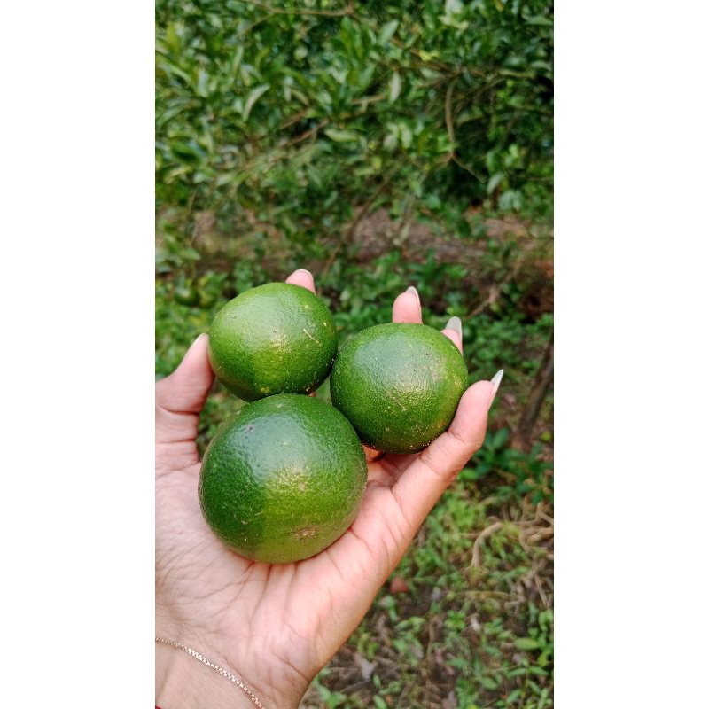 

Jeruk Peras Fresh 1KG