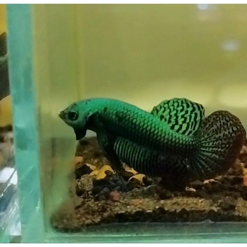 Wild betta Alien Green