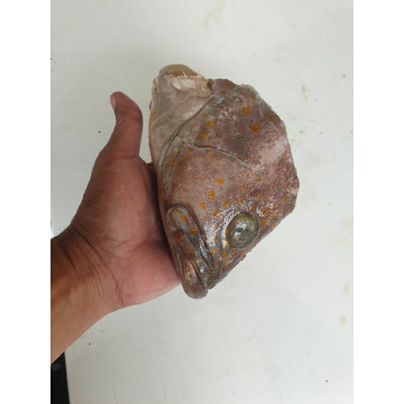 

Kepala Ilkan Kerapuh