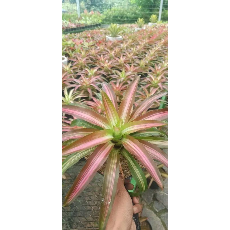 Bromelia tricolor