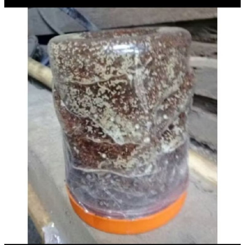 bibit kroto rang rang 1 toples