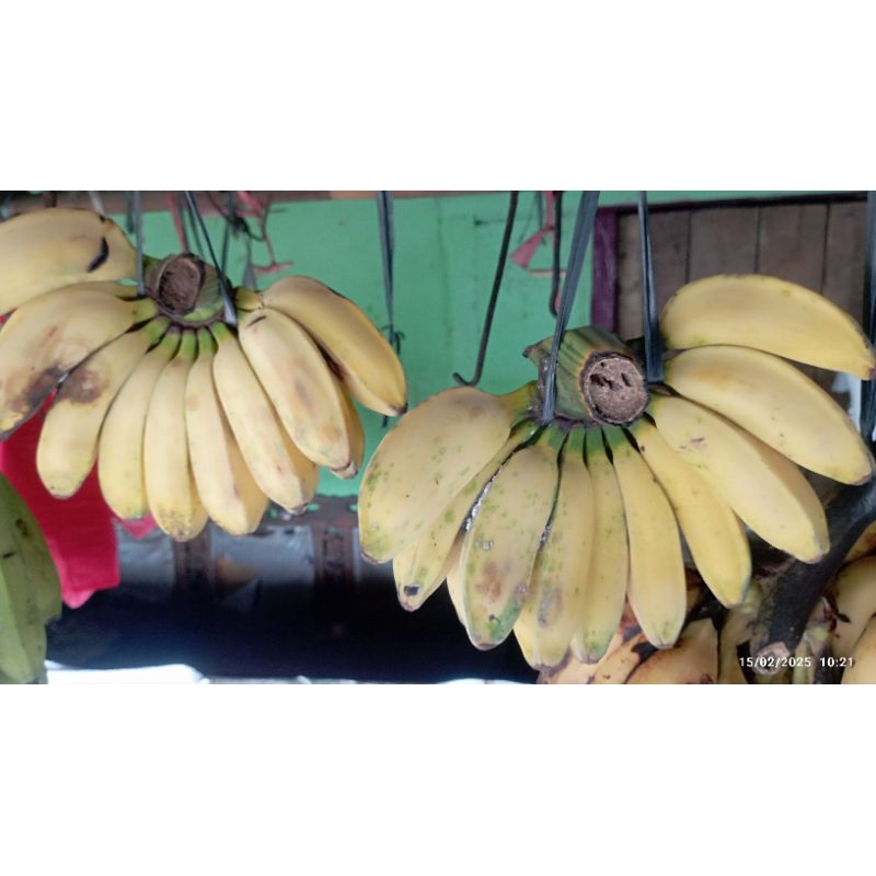 

PISANG kepok kuning sedang