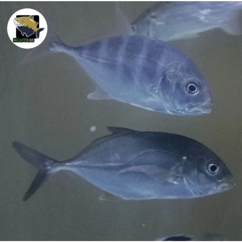 ikan Giant Trevally hiasan air tawar kuwe travelly hias aquarium tankmate kolam
