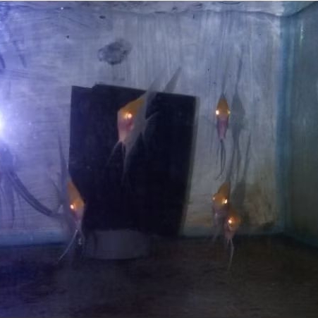 Paket Isi 5 Manfish Red Cap Albino RCA 2.5 3 cm- ETALASE