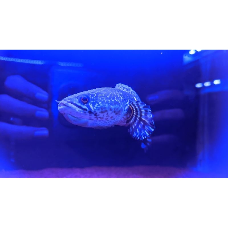 AURANTI MINUS (GRADE B) NON GARANSI