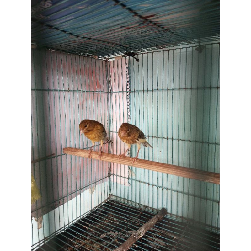 kenari paud jantan
