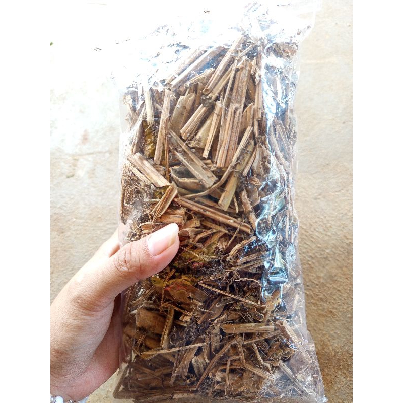 

Ciplukan kering herbal untuk mengobati penyakit dalam