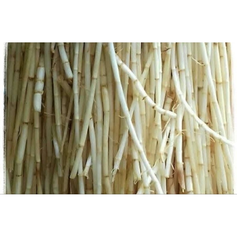 

akar alang Alang Fress 250 gram