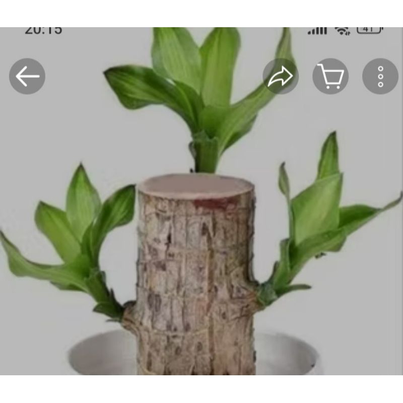 brazilia/Bonsai hanjuang