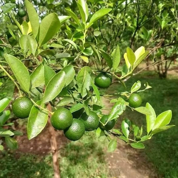 

jeruk songkit jeruk kasturi jeruk asem langsung dari petani terpercaya( harga TERMURAH DAN TERJANGKAU)