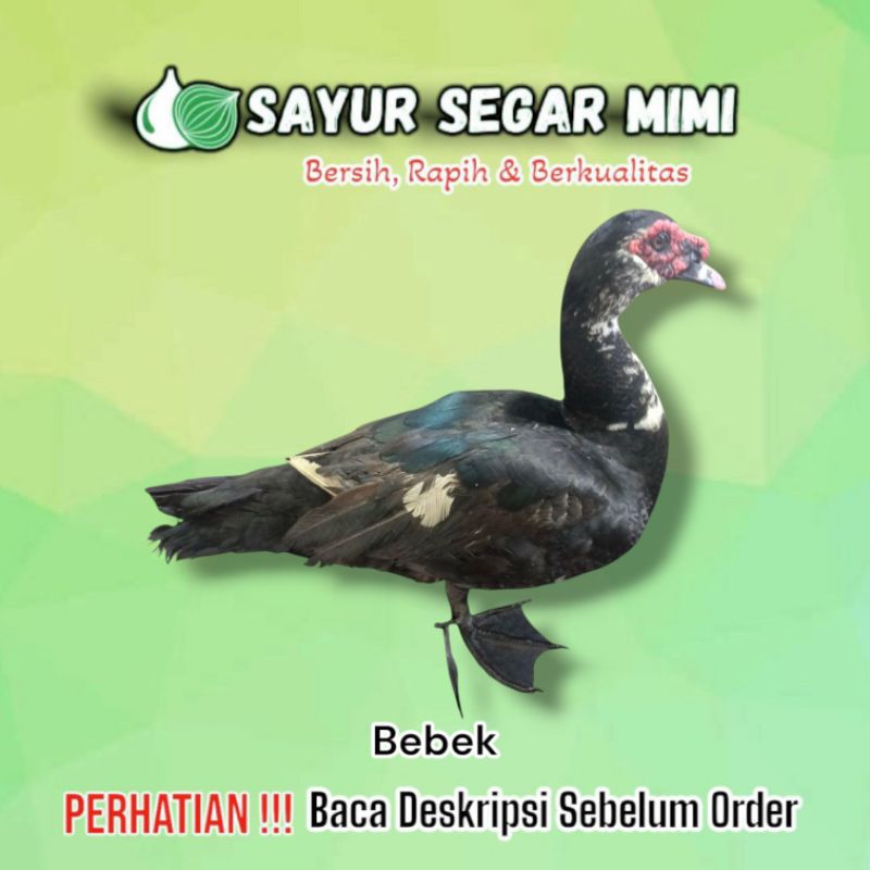 

Bebek 1Ekor - Sayur Segar Mimi