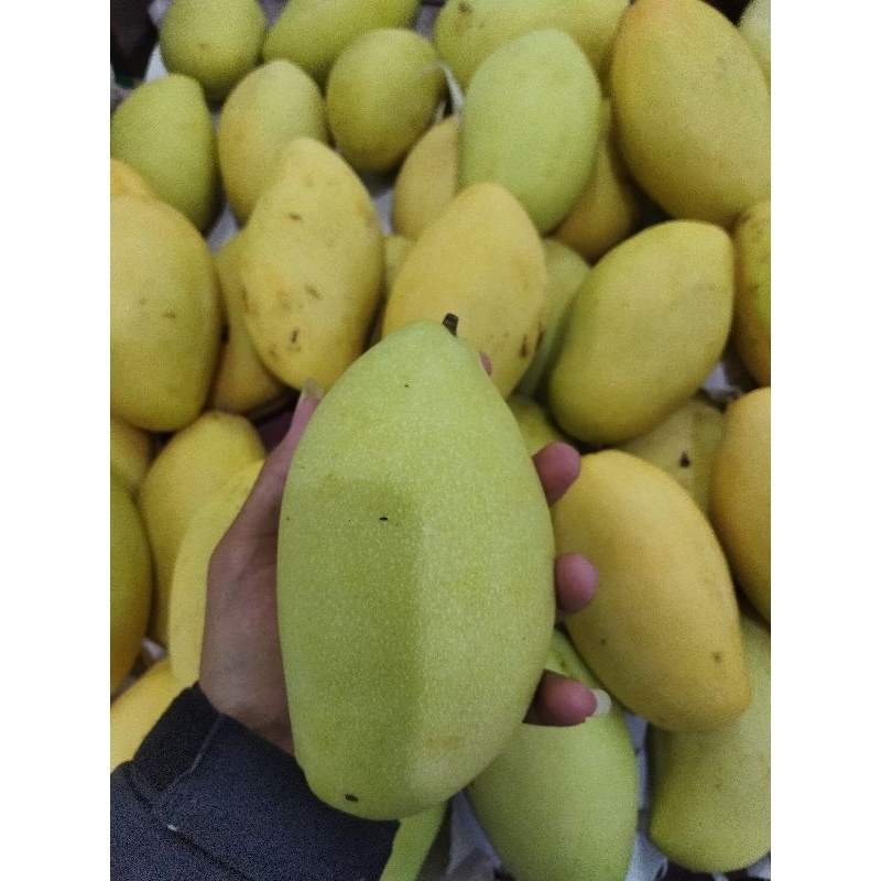 

Mangga dokmai thailand fresh 1kg