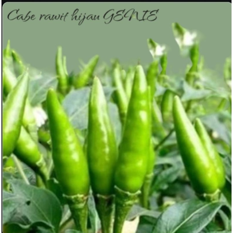 

25 biji /benih cabe hijau GENIE buah seragamprawatan mudah agak kecil