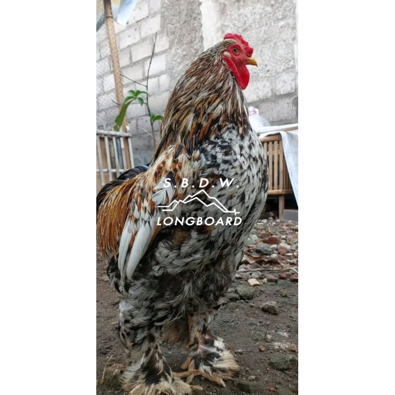 

TELUR AYAM HIAS BRAHMA ORI