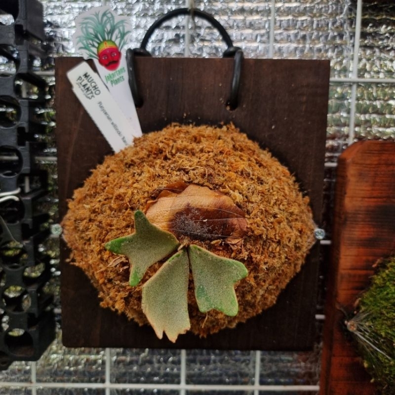 Platycerium Willinckii Dwarf Nano Sporeling