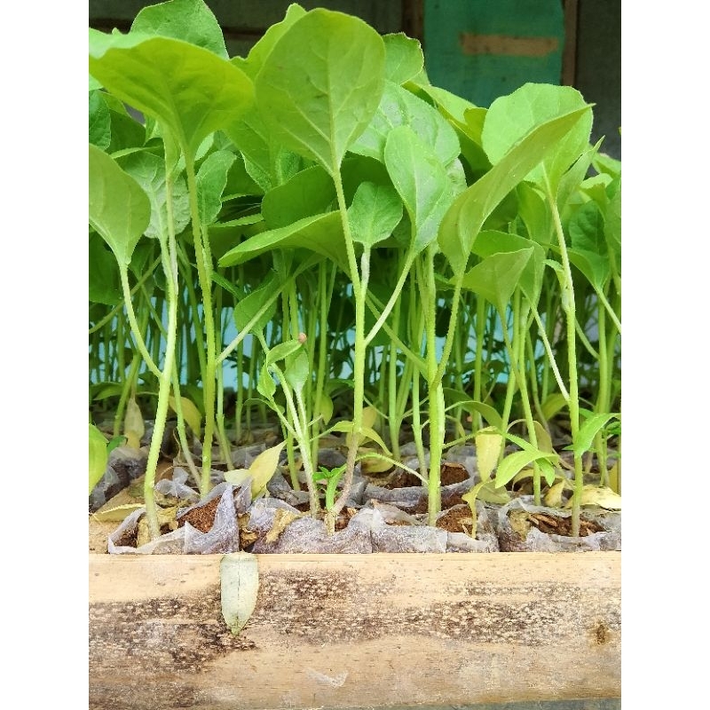 

bibit terong ungu polybag 10 pohon