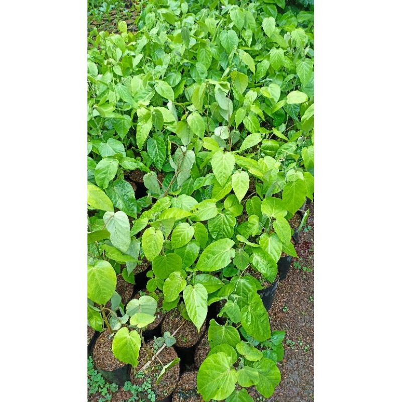 Bibit Tanaman Buah Markisa Konyal/ Markisa Orange