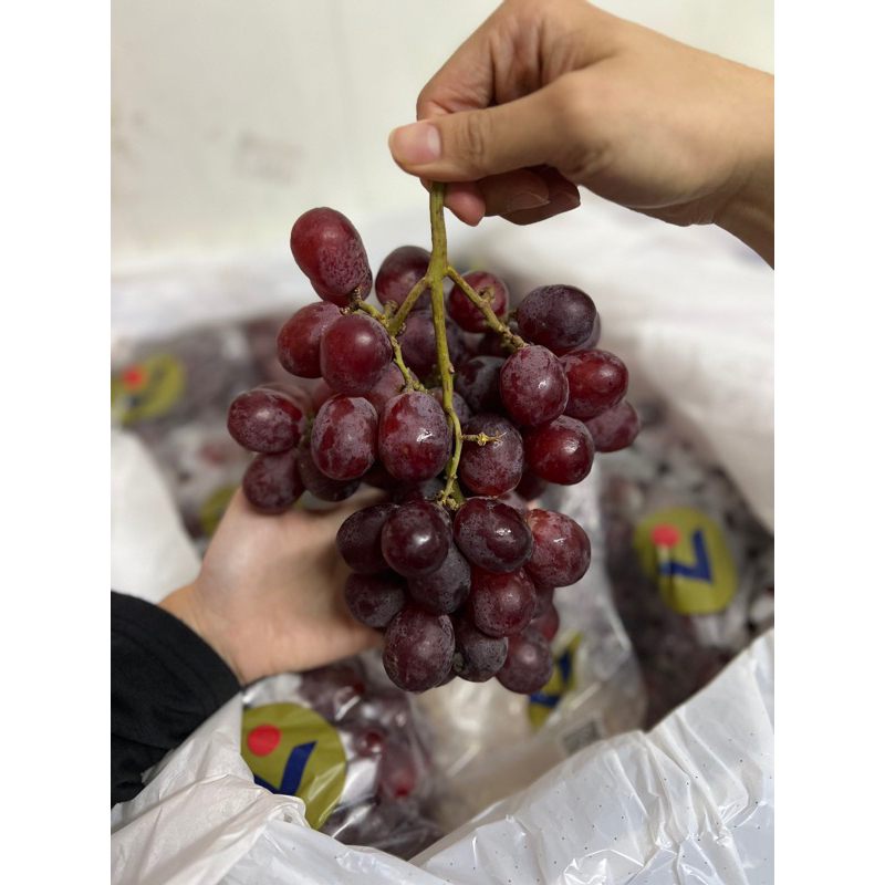 

ANGGUR PERU JUMBO 1 KG | BUAH ANGGUR GRAPES MANIS BERBIJI