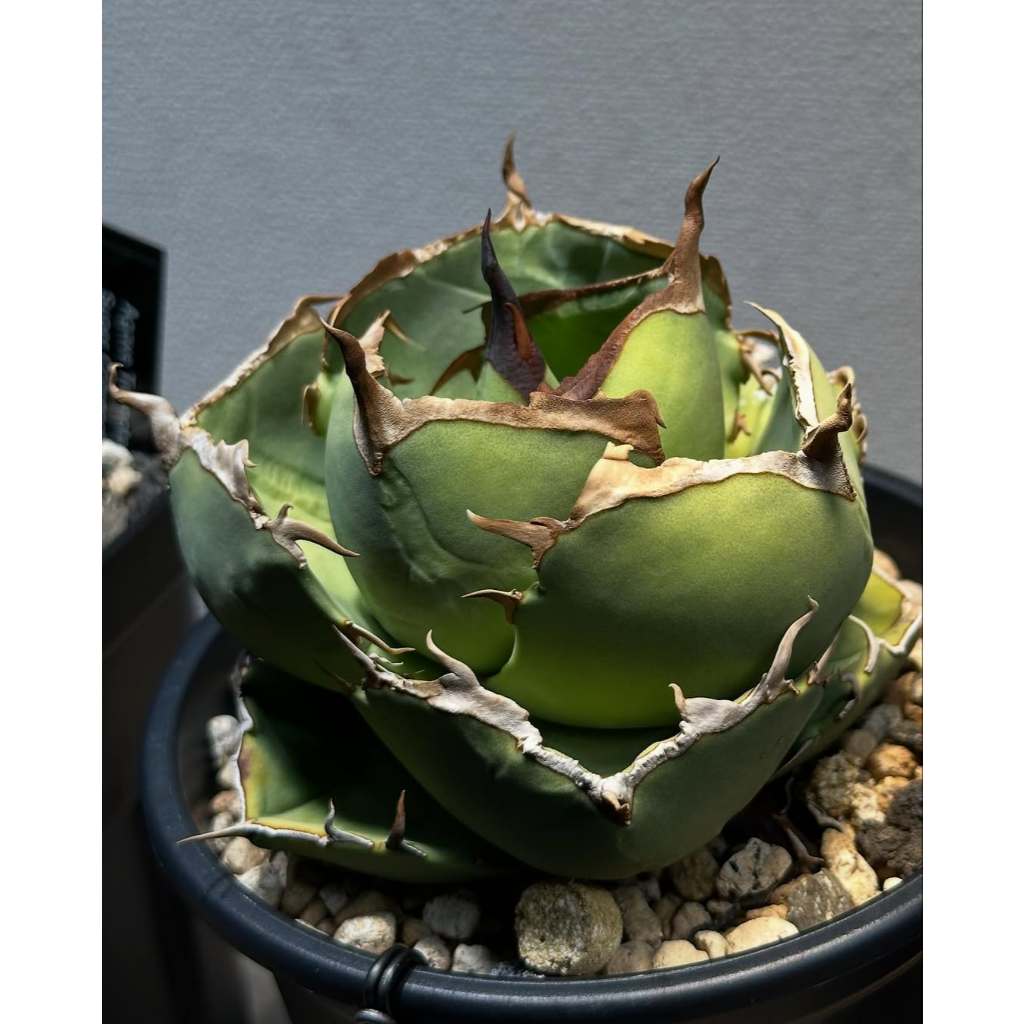 Agave Titanota Juggernaut bibit