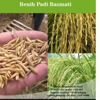 BENIH Padi Unggul Basmati Asli India 5kg berkualitas tinggi