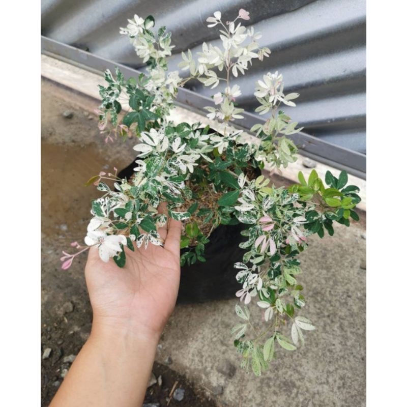 Asem Londo / Asem Belanda / Asem Kranji Bahan Stek Bonsai