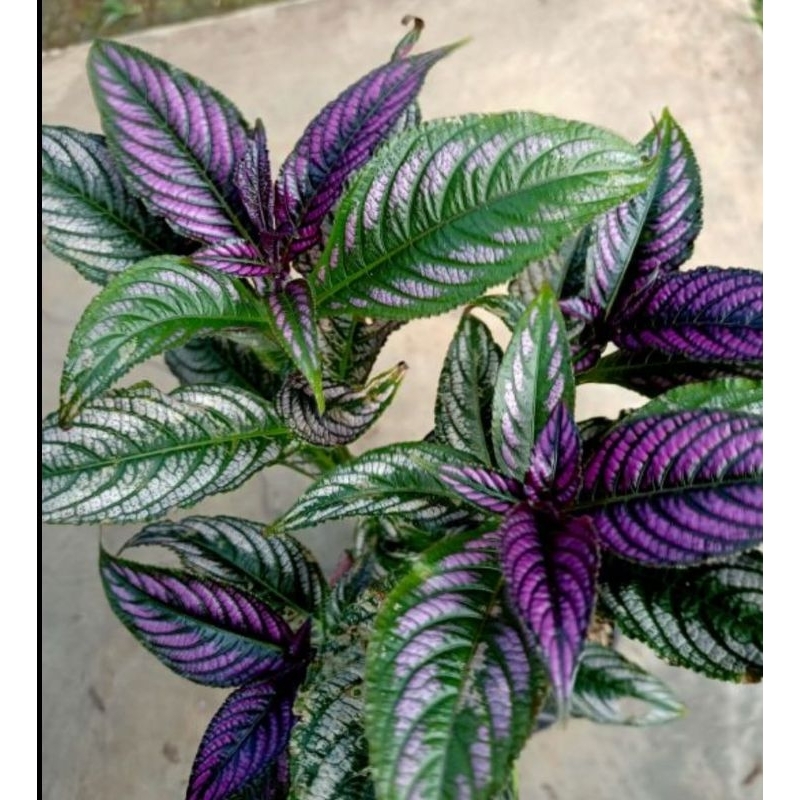 Tanaman Hias Keji beling Ungu