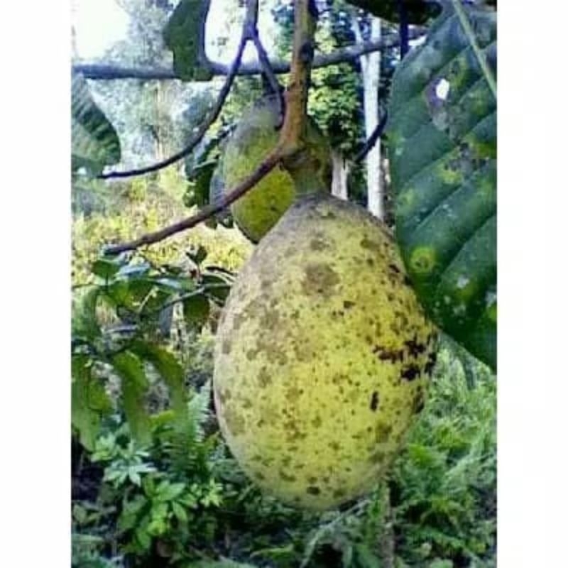 

buah Limus pakel segar 1kg