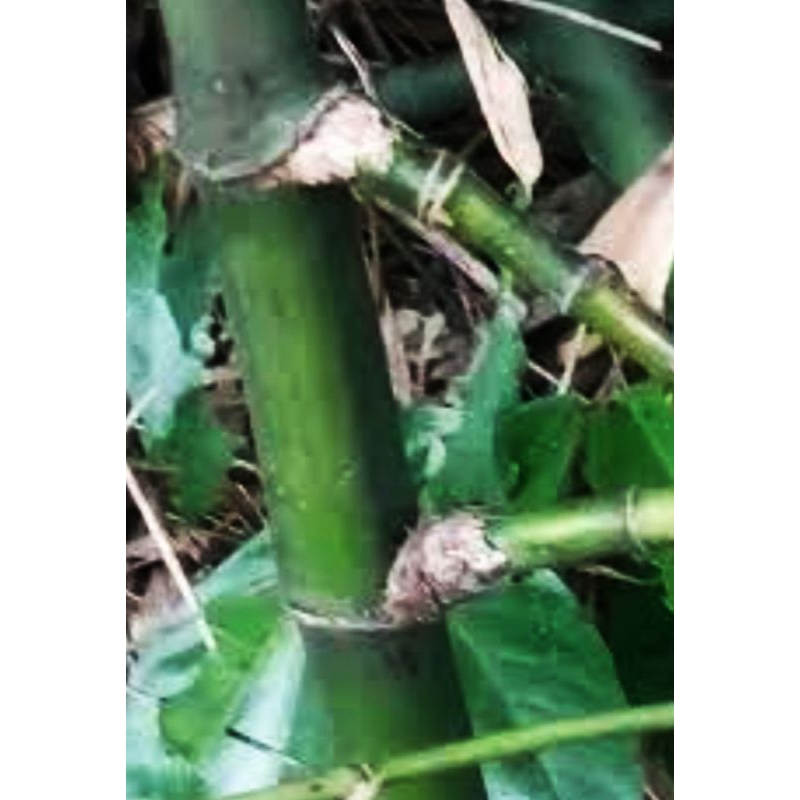 original asli alam bambu petuk