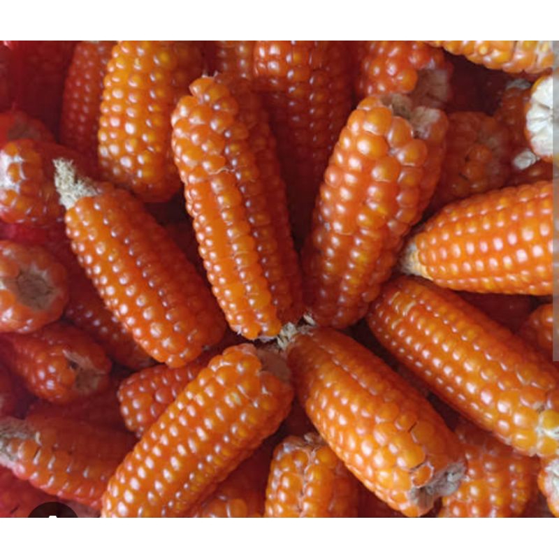 

benih jagung Madura asli hasil tanam sendiri