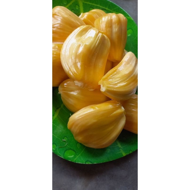 

NANGKA KUPAS CINCANG DADU